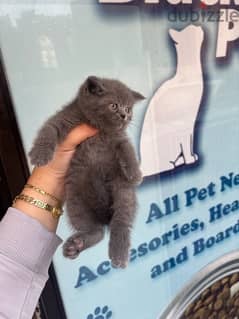 Teddy Bear British Kitten