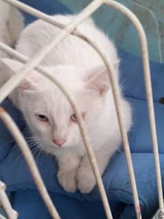 turkish angora