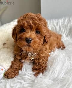 Toy Poodle Imported AVAILABLE