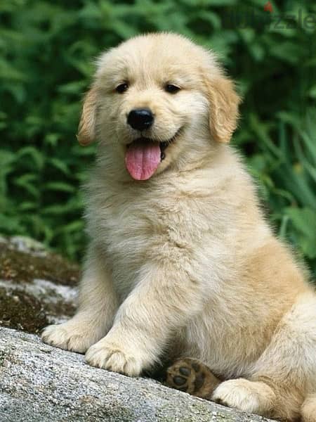 Golden Retriever Puppy Delivery Available 0