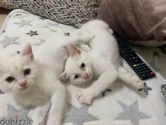 2 boys and 2 girls kitten for sale 55 days old
