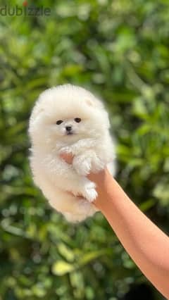 Puppy Pomeranian
