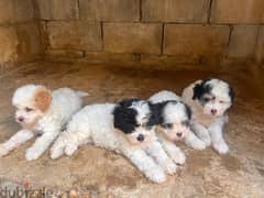 bichon puppies 50$ each