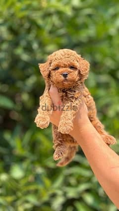Toy Poodle puppy red brown