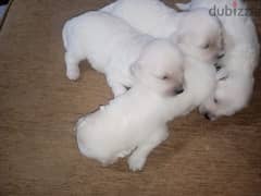 bichon puppies