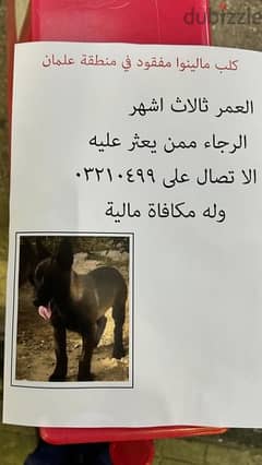 Lost malinois puppy in Rmeileh, Saida ضأع في علمان، صيدا