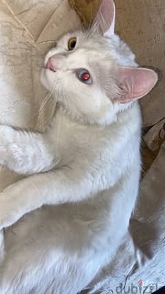 white turkish angora cat for sale للبيع