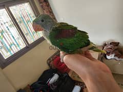 baby male alexandrine nibali parrot ببغاء نيبالي الكساندرين
