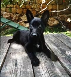 Black Malinois 2 months Vaccinated Special