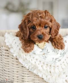 imported cavapoo puppy and Delivery