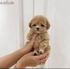 Toy Maltipoo Imported Delivery