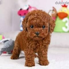 Toy Poodle Imported Red DELIVERY TOO