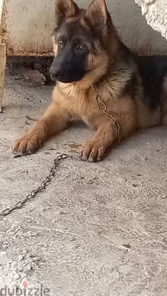 6 month pure old German shepherd puppy