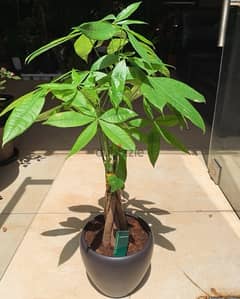 Pachira Money Tree Indoor Plant Low Maintenance