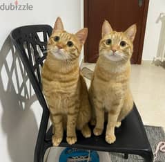 Adorable cat bros for URGENT adoption