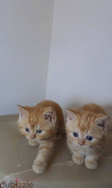 British shorthair kittens 1