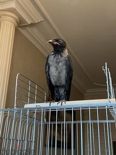 Fledging Crow