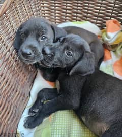 puppies for adoption M&F