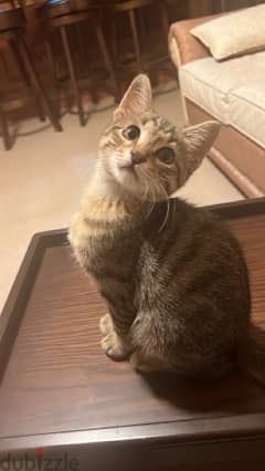 male kitten 5 months old potty trained ذكر عمرو ٥ اشهر
