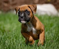 boxer top breed
