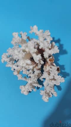 Natural White Brown Stem Reef Coral