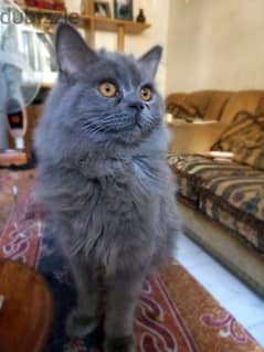 lovely grey long-hair british cat