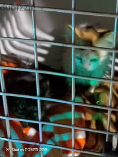two cats new born for sale