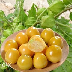 physalis plant/ golden berry التوت الذهبي