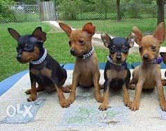 Mini pinscher for sale