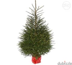 Natural living rooted Christmas tree شجر ميلاد طبيعي