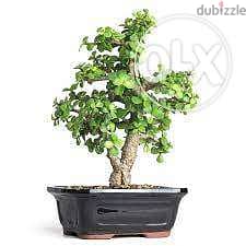 Jade bonsai