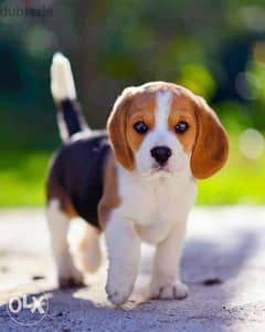 beagle