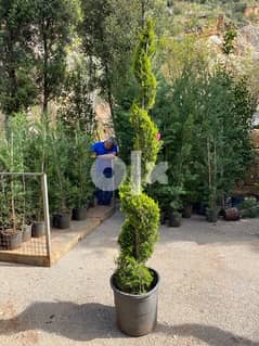 cupressus gold crest غولد كريست سبيرال