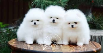 best breed Pomeranian