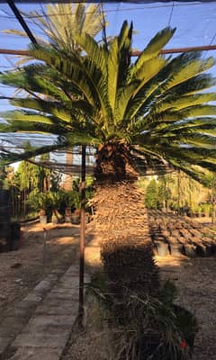 cycas