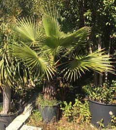 washingtonia