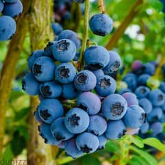 spanish blueberry plants شتول بلوبيري إسبانية