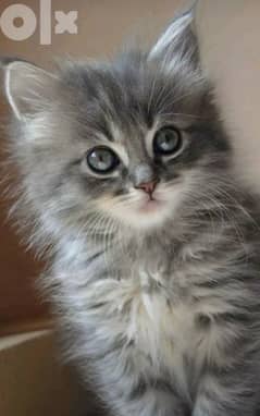 Persian Kitten BEAUTY Delivery قطط