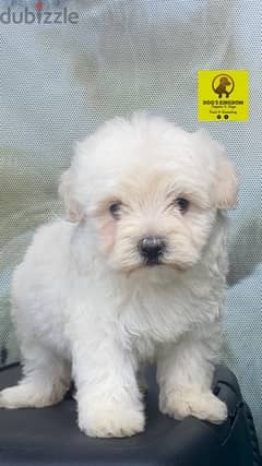 bichon