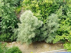 chalet in heart of nature behind river surrounded by trees .